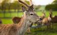 Deer at Sky Park Farm