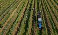 Hattingley Valley Wines Vineyard