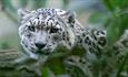 Snow Leopard close up