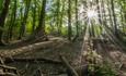 River Hamble Country Park Woodland