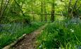 Bluebells at River Hamble Country Park