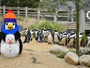 Squid and Friends: Penguin Brick Hunt at Birdworld
