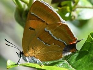 Butterflies and Moths of Selborne at Gilbert White's House & Gardens