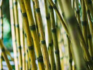 Bamboos in Your Garden at Sir Harold Hillier Gardens