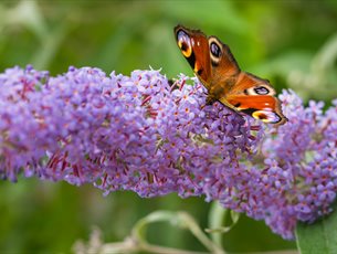 Butterfly Guided Walk at Sir Harold Hillier Gardens