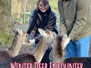 Deer feeding at New Forest Wildlife Park