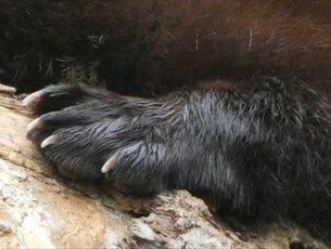 Wolverine paw print