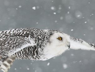 Christmas Carols and Owls at Hawk Conservancy Trust