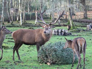 Deer with Christmas tree at New Forest Wildlife Park