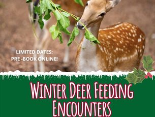 Deer feeding encounter at New Forest Wildlife Park