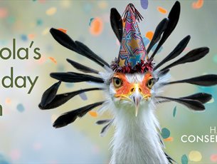 A secretary bird with a birthday hat on, and confetti going off in the background