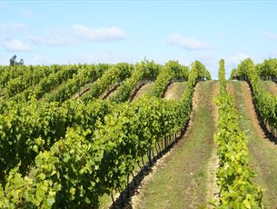 Hattingley Valley Chalky Hill Vineyard Hampshire Wine Tasting in the Vines Vineyard Tour Near Me
