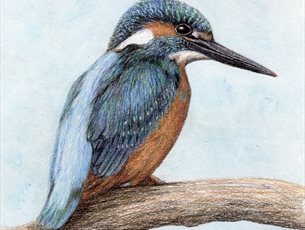 Kingfisher in Colour Pencils at Sir Harold Hillier Garden