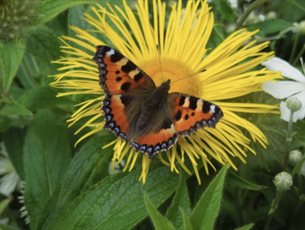 Gardening for Butterflies at Sir Harold Hillier Garden
