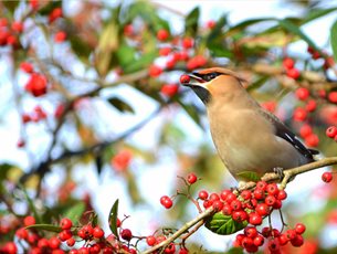 The RSPB: Big Garden Birdwatch at Sir Harold Hillier Gardens