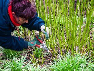 How to: Winter Pruning Class at Sir Harold Hillier Gardens