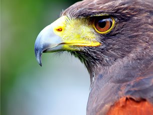 Introduction to Falconry at Sir Harold Hillier Gardens