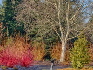 The Winter Garden at Sir Harold Hillier Garden