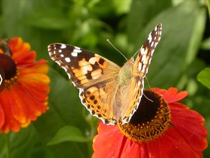 Summer Family Spotter at Sir Harold Hillier Gardens