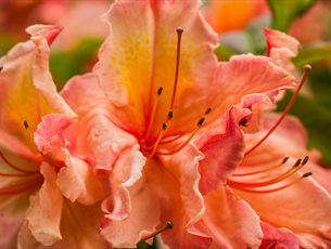 Gurkha Day at Sir Harold Hillier Gardens