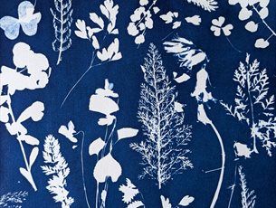 Cyanotype Blueprint at Sir Harold Hillier Gardens