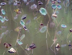 Paul Sansome Photography at Sir Harold Hillier Gardens