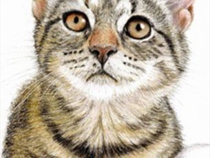 Kitten in Colour Pencil at Sir Harold Hillier Gardens