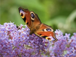 Butterfly on flower