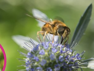 Bee on flower