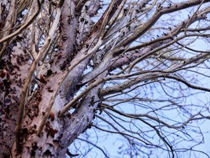 Tree branches