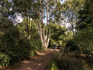 Veteran Trees at Sir Harold Hillier Gardens