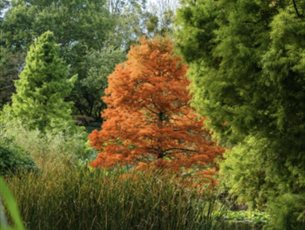 Gardeners' Breakfast and Tour October 2026 at Sir Harold Hillier Gardens