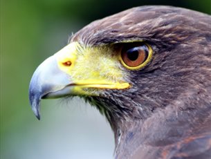 Falconry Photography Day at Sir Harold Hillier Gardens