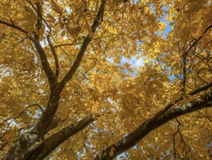 Tree in autumn leaf
