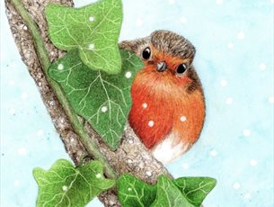 Picture of robin