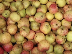 Apples