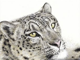 Drawing of Snow Leopard