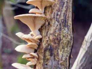 Discovering Tree Fungi at Sir Harold Hillier Gardens