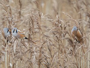 Birds among grasses