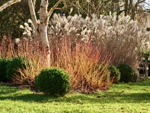 Winter colour