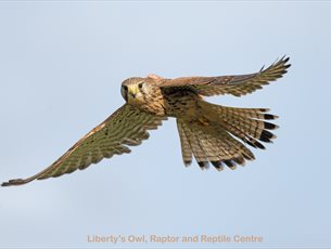 Picture of bird of prey