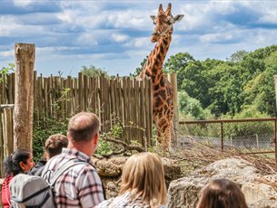 Giraffe at Marwell Zoo