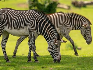 Marwell's Zebras