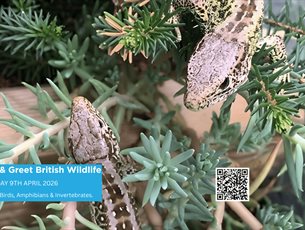 TWO British Sand Lizards pictured walking across spiky plants and twigs at a children's  event.