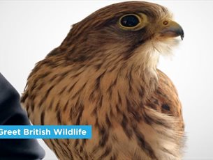 Meet & Greet British Wildlife Show at Sky Park Farm