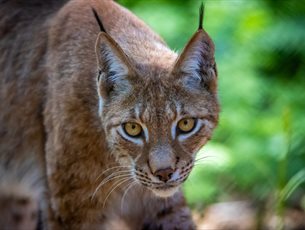 Lynx at The New Forest Wildlife Park