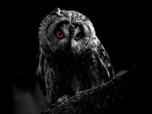 Owl-O-Ween at Hawk Conservancy Trust
