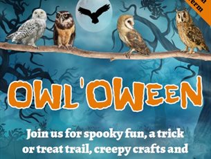 Owloween at Birdworld