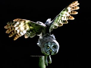 owl in flight