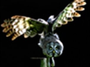 owl in flight